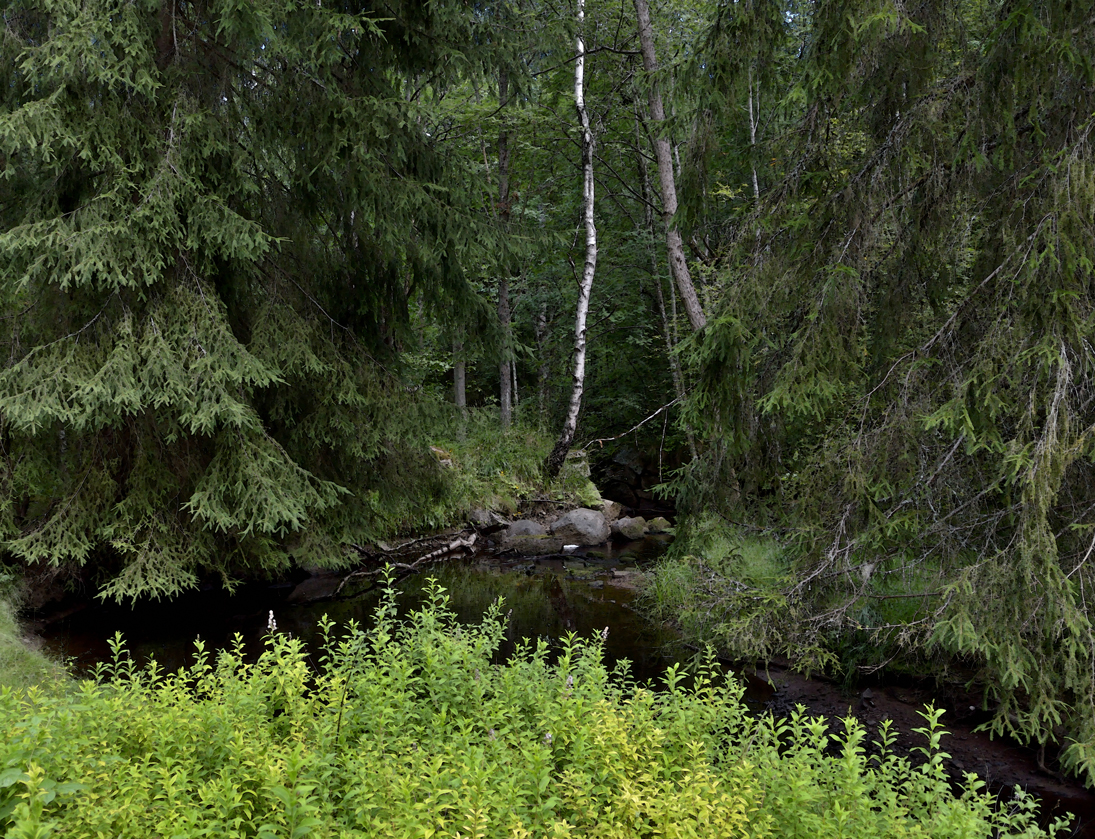 Natur vid Bjurforsbäcken