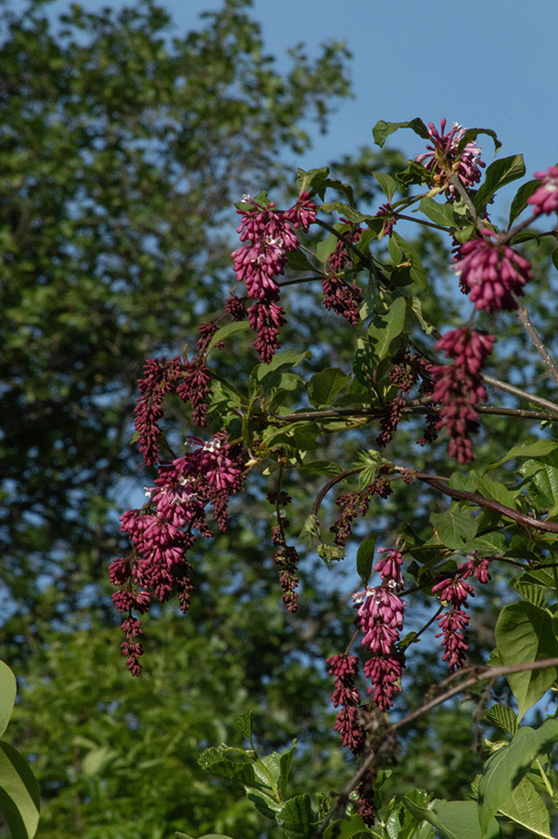 Hortensia och jag drack the i den varam eftermiddagssolen