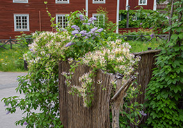 Där doftar kaprifolium och fläder