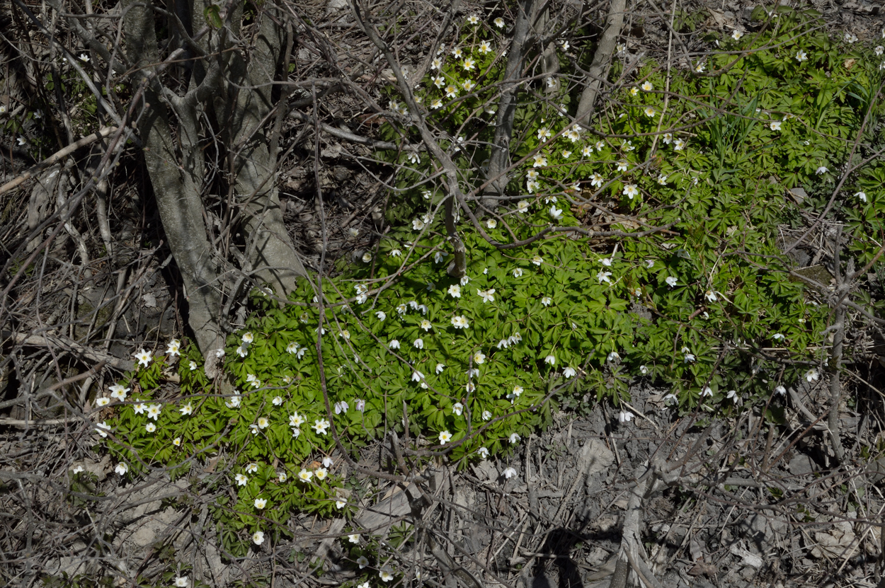 Anemoner vid Landforsen