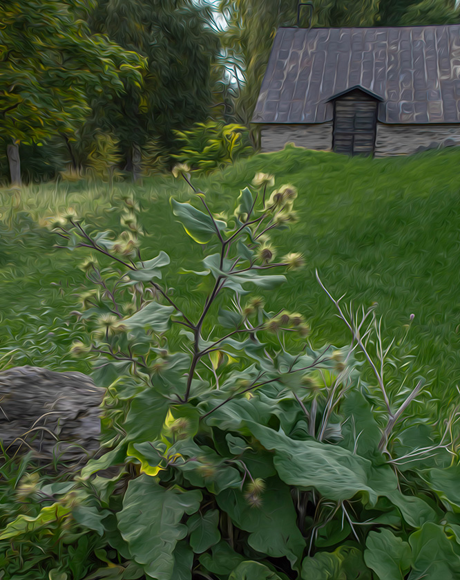 Arctium minus, en liten taggig jäv...växt.