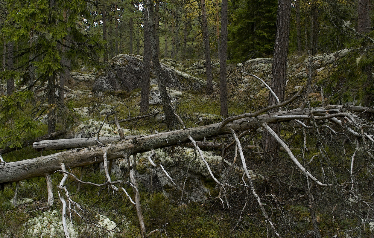 Hoberget är numera trädfritt