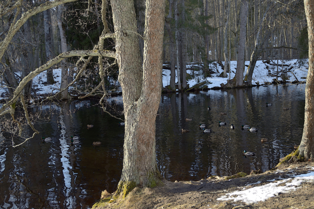 Duck pond in sunlight