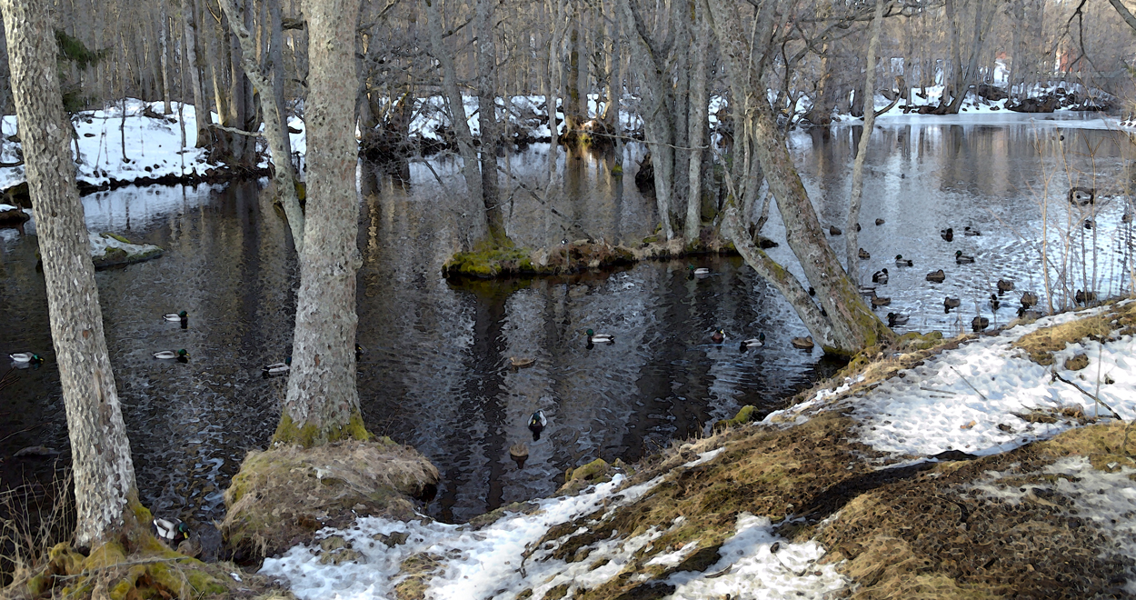 Afternoon Duckscene