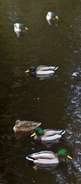 Ducks in a row