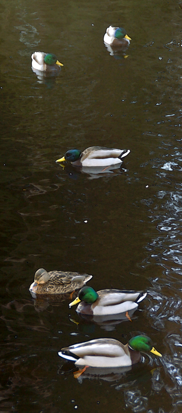 Ducks in a row