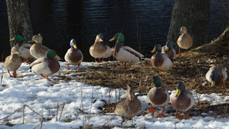 Ducktail party