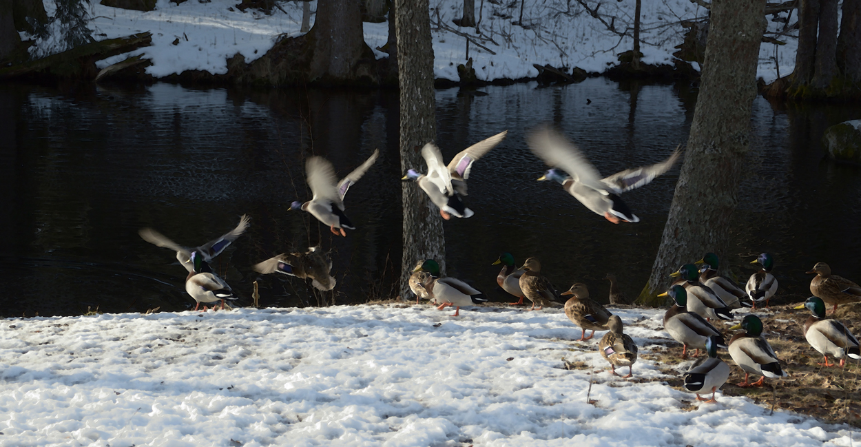 Flight of the Duck