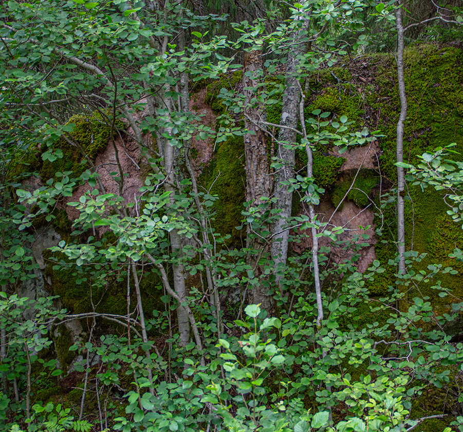 Granit och grönt