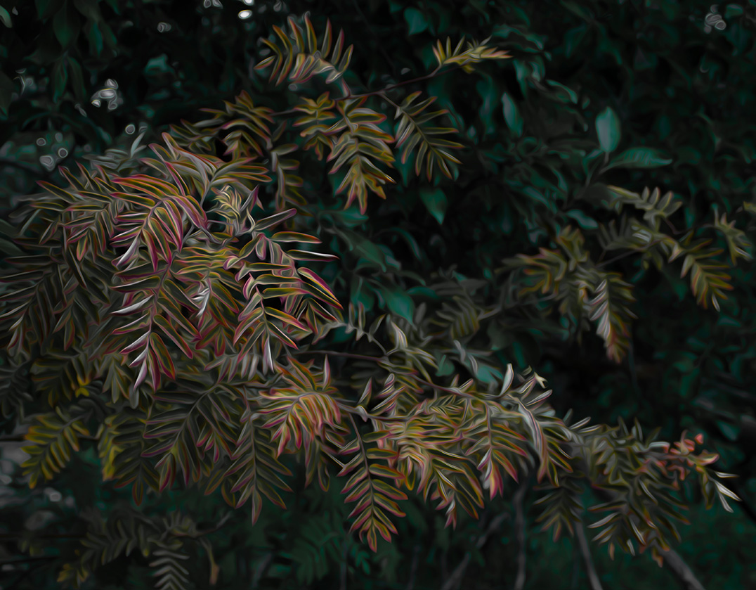 Sorbus aucuparia