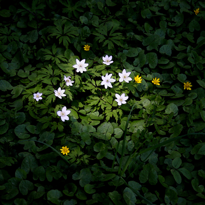 Anemoner i fokus