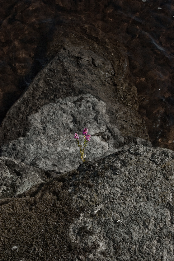 Fackelblomster på sten