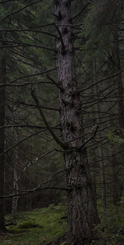 Granskog i Västmanland