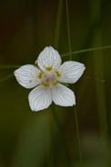 Skogsblomma