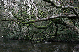 Branches over Aughrim