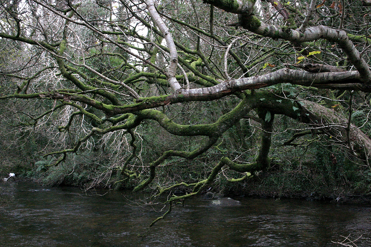 Branches over Aughrim