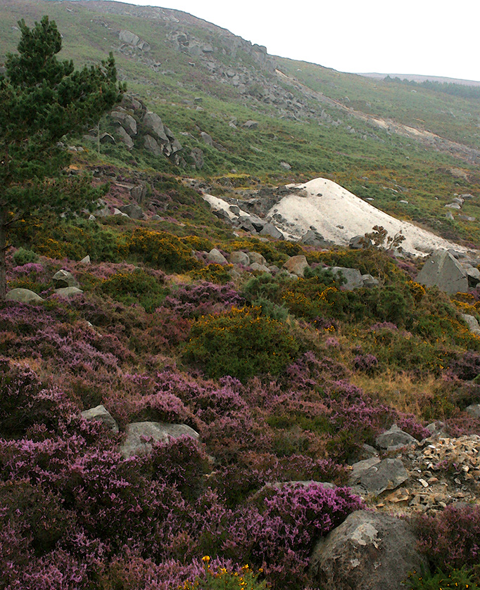 Heather on the Moor