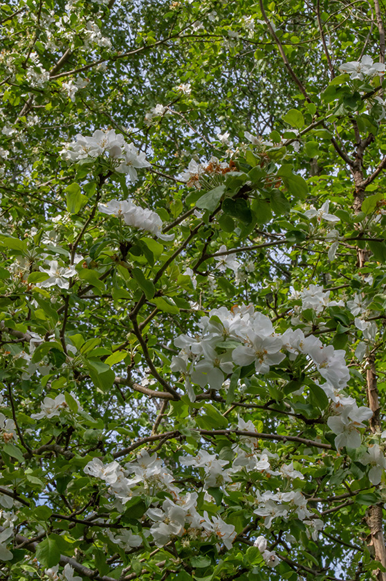 Midsommarblommor