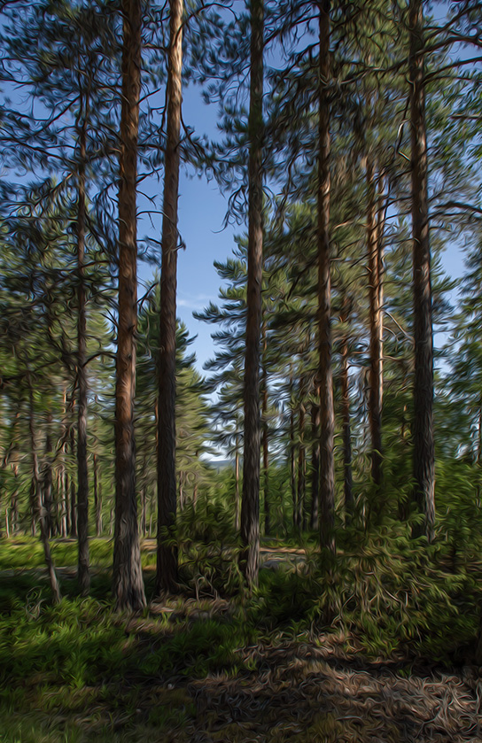 Midsommarskog