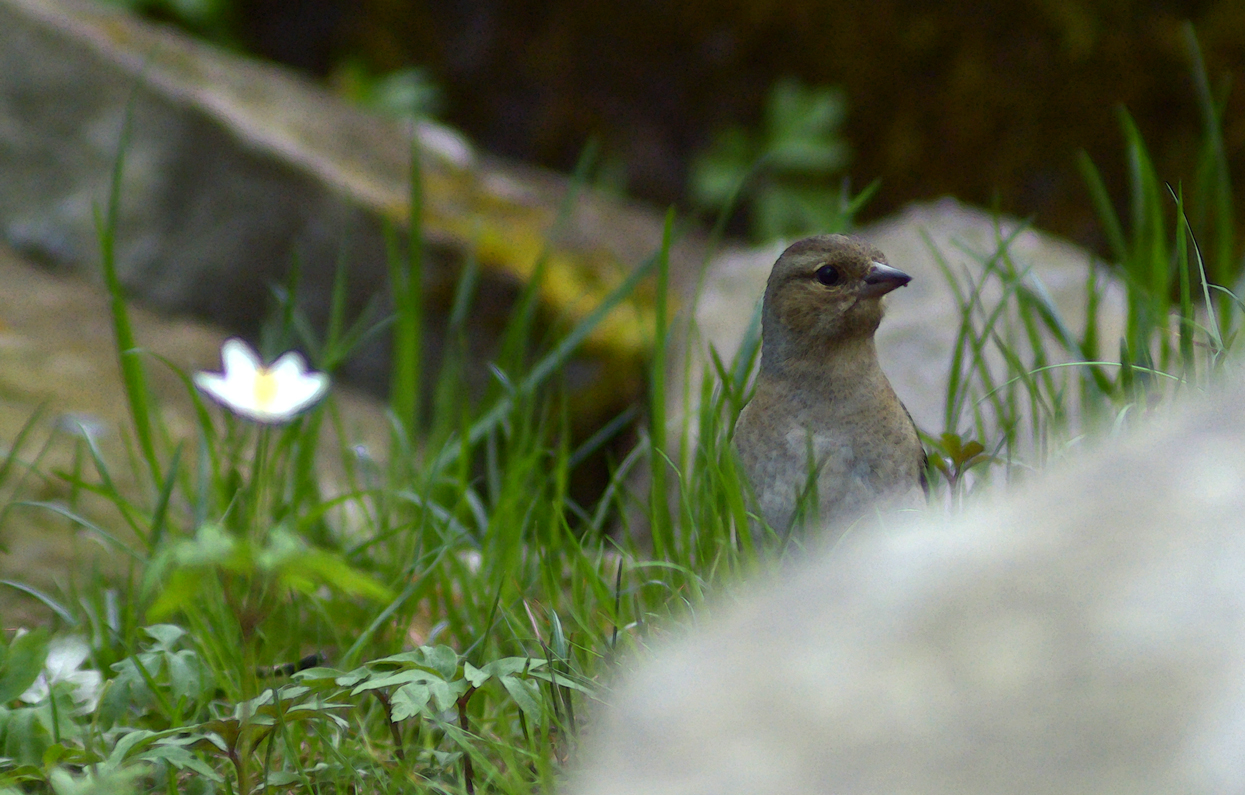 Bofinken i Naturen