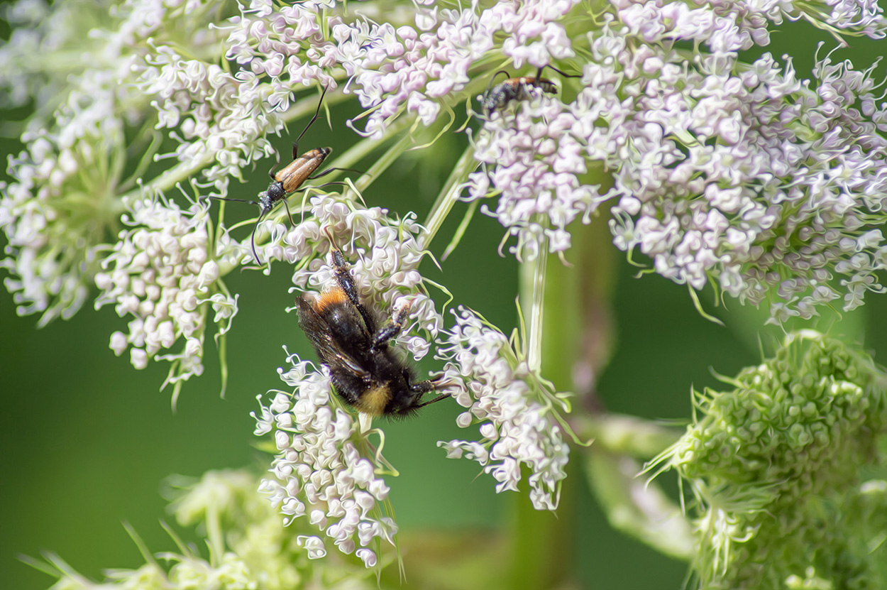 Insekter är inte lika farliga som Människosekter