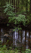 Viksberg (Sorbus Intermédia)