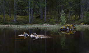 Kanaldamm i skogen