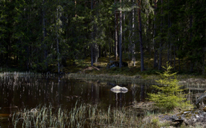 Skogskuggan skriker sina syner