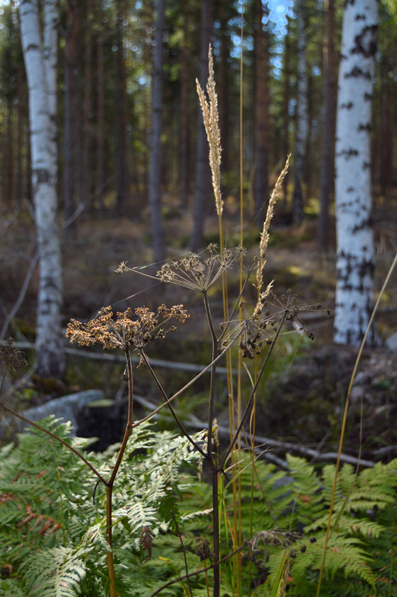 Ax i skogen