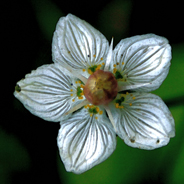 Slåtterblomma