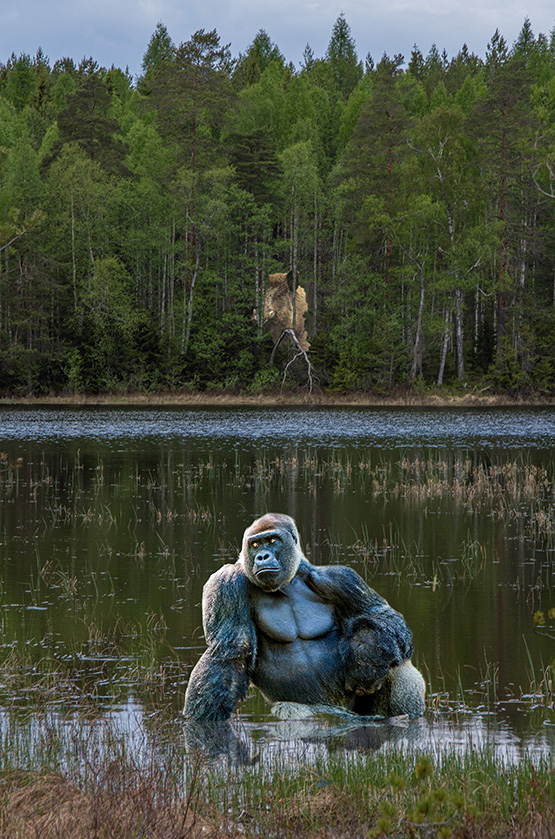 Svinkoll har grisen som glor