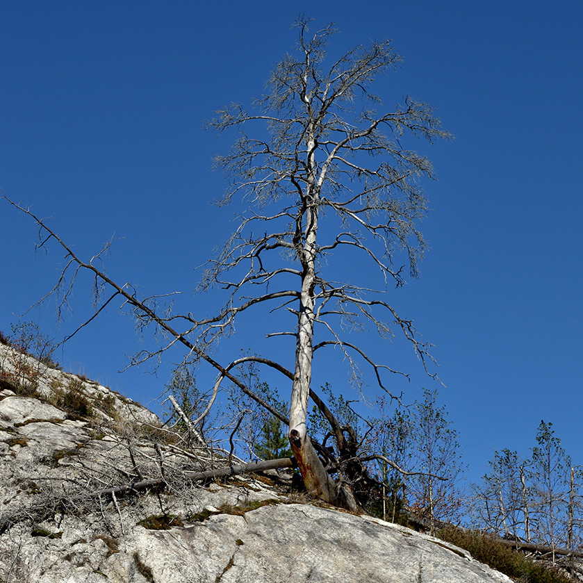 Brandrest rest på berg