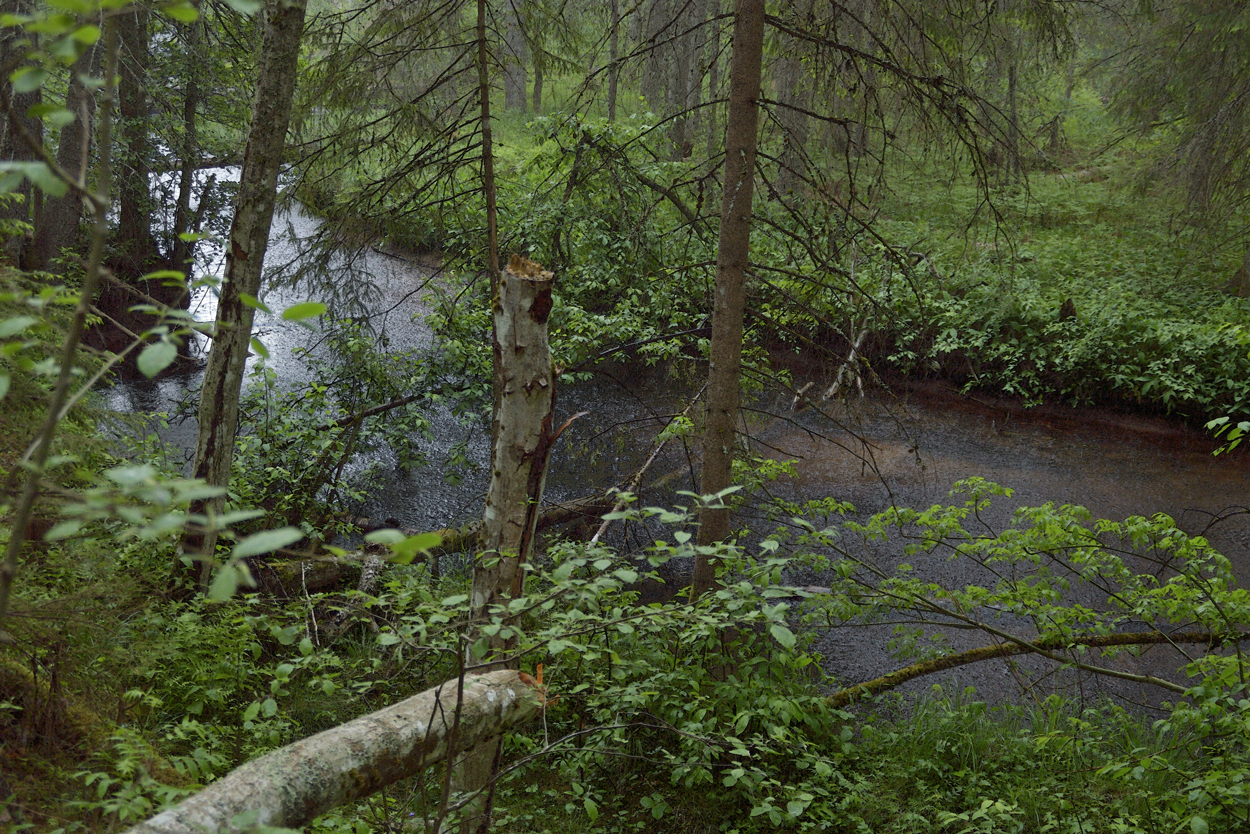 Regnskog i Riddarhyttan