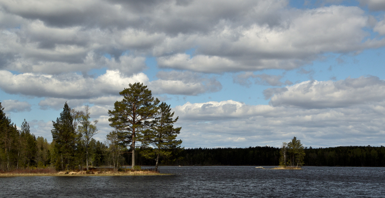 Tallholmar i Boten