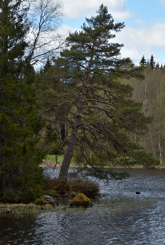 Tallstrand med tillstånd