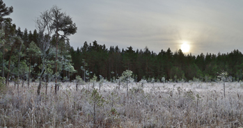 Afton på myrmark i väster